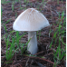 Мицелий Вольвариеллы красивой / Вольвариелла прекрасная (Volvariella speciosa)